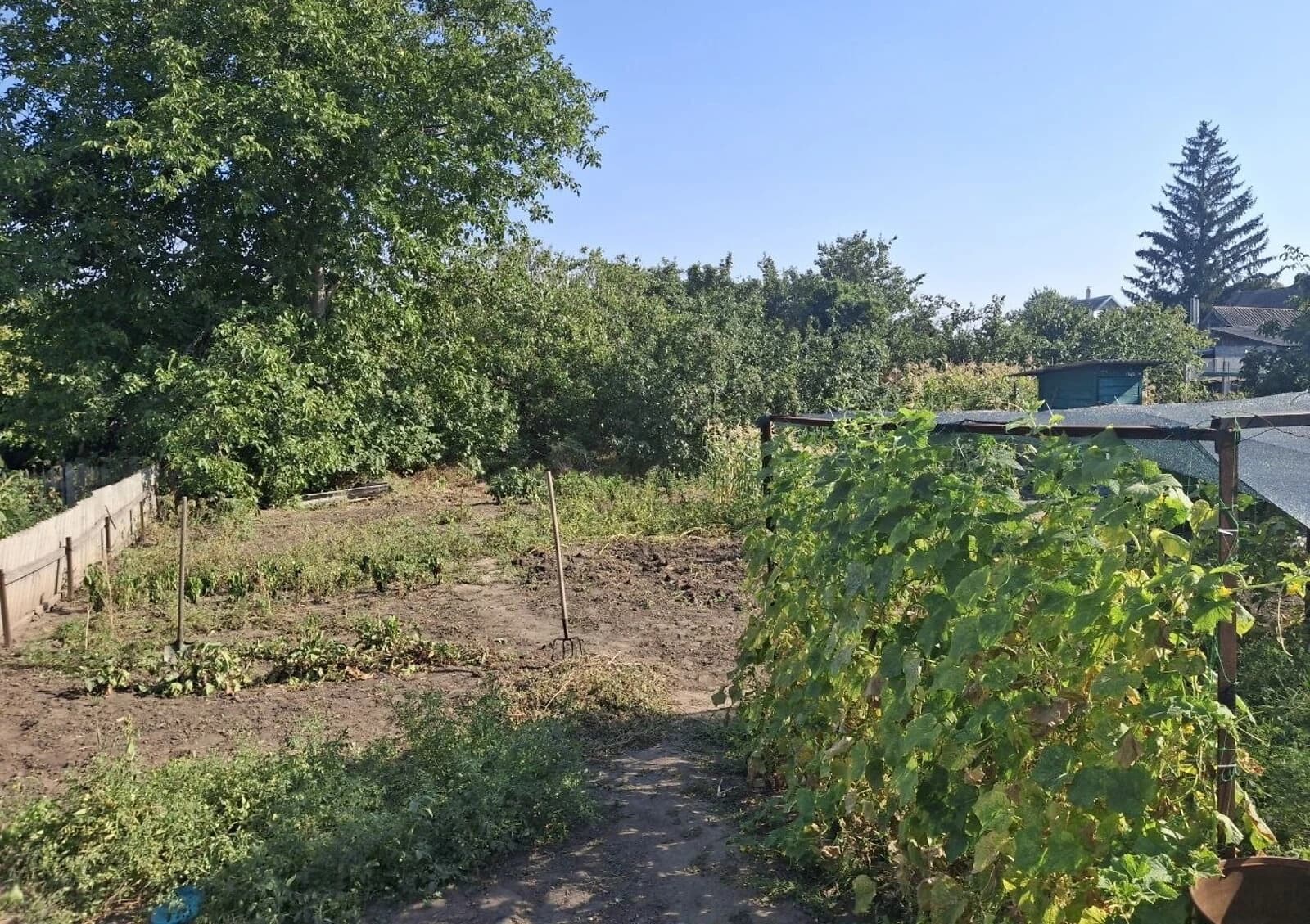 Будинок, Верхня Хортиця: город, сад, господарські будівлі - фото 5