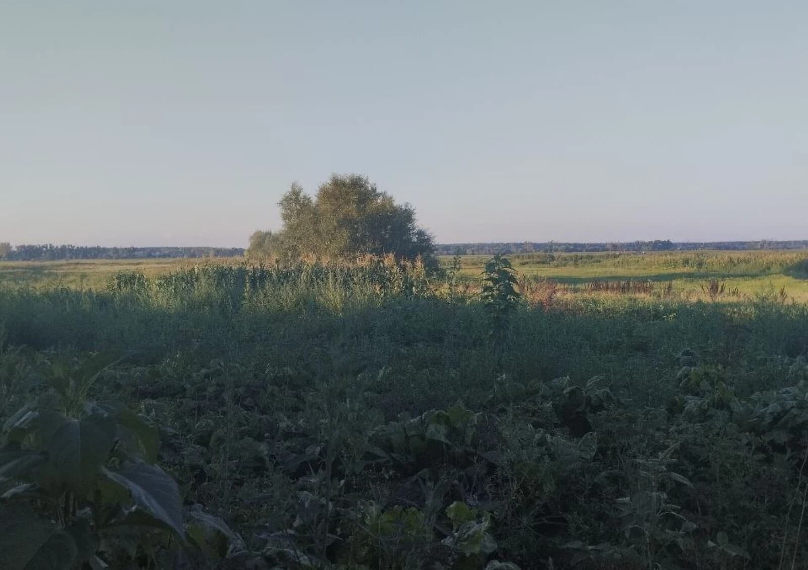 Ділянка 6 соток, Чигирин: під будівництво будинку, септик, чорнозем - фото 1
