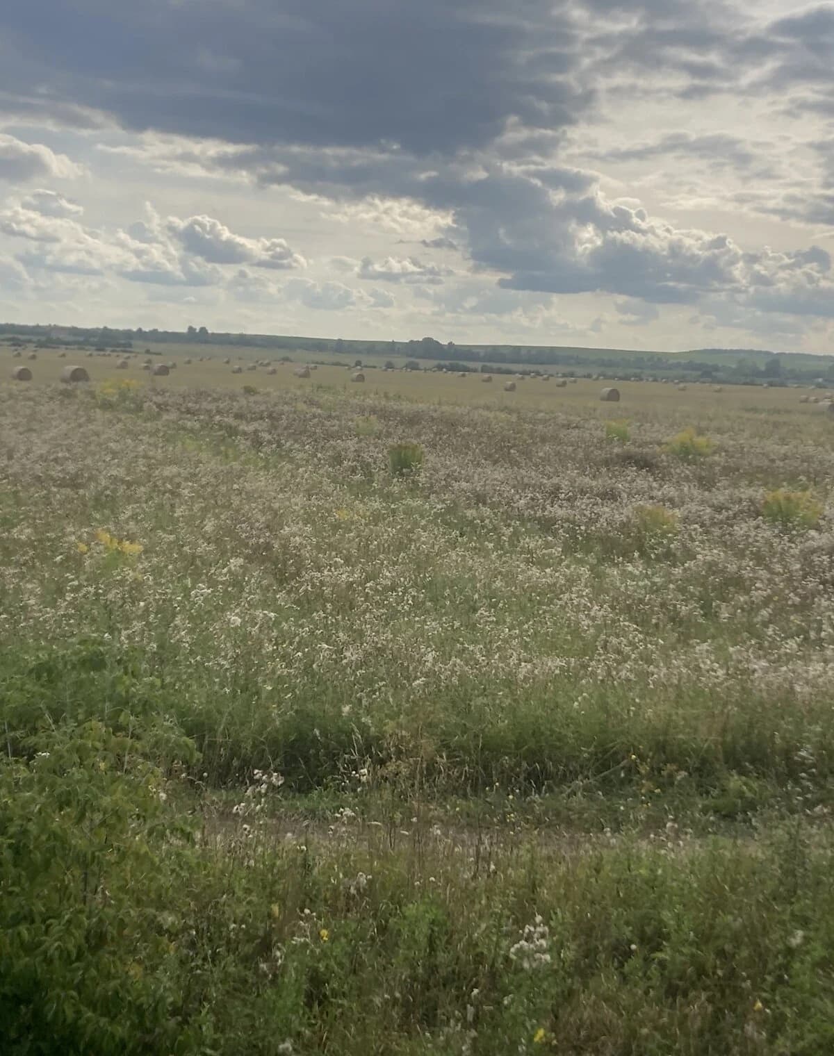 Ділянка 25 соток, Загребля: під житлову забудову, торг можливий - фото 2