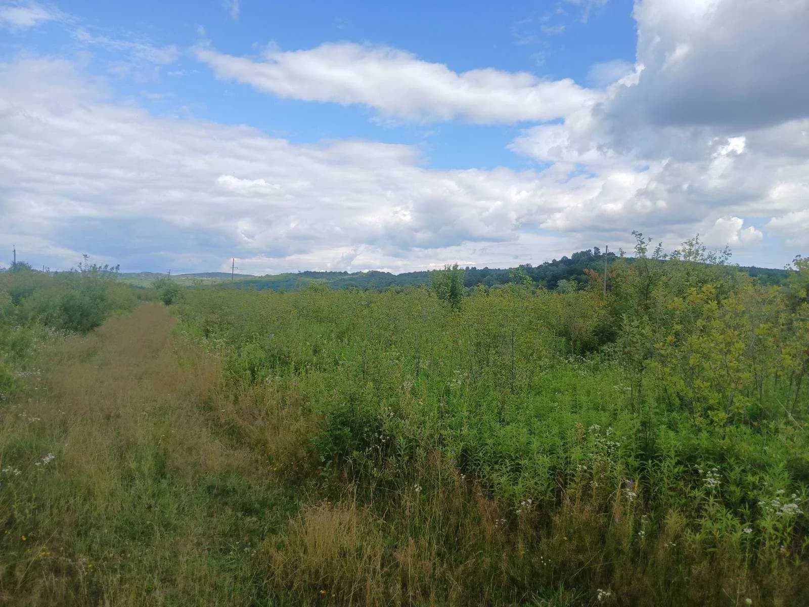 Ділянка 150 соток, Хуст: без комунікацій, асфальтована дорога - фото 4