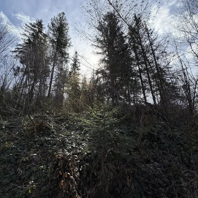 Ділянка 20 соток, Славське: рівнинна, світло в районі 50 м - фото 3