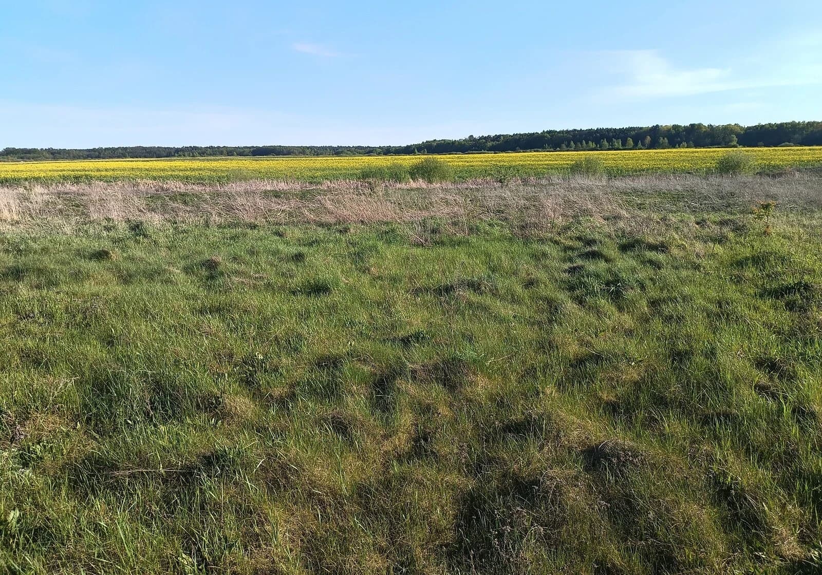Ділянка 20 соток, Заброди: під житлову забудову, хвилястий рельєф - фото 4