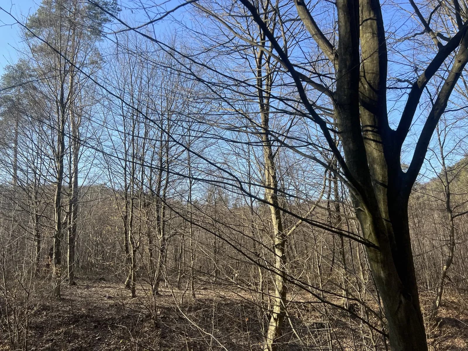 Ділянка 12 соток, Брюховичі: під забудову, 200 м від Лісового Заповіднику - фото 5