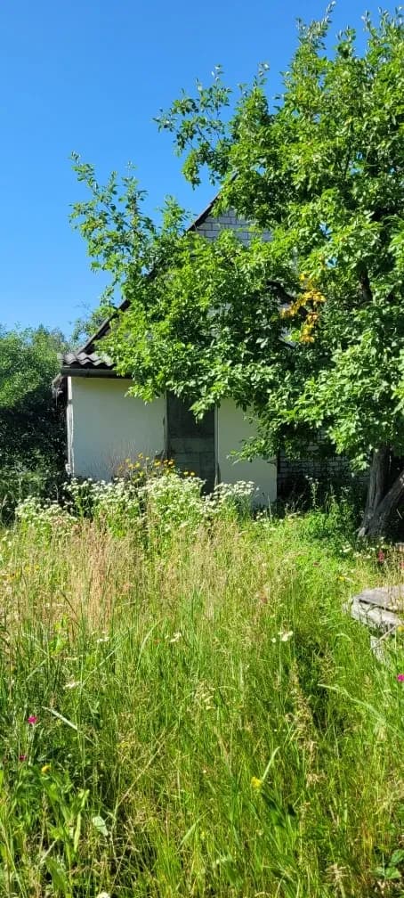 Дача, Поташня: біля лісу, теплиця - фото 4