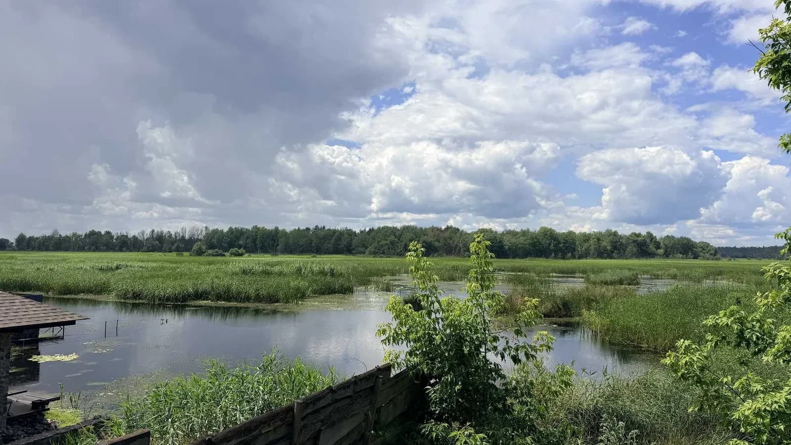 Ділянка 12,5 соток, Кедина Гора: 100 м до Дніпра, сосновий ліс - фото 1