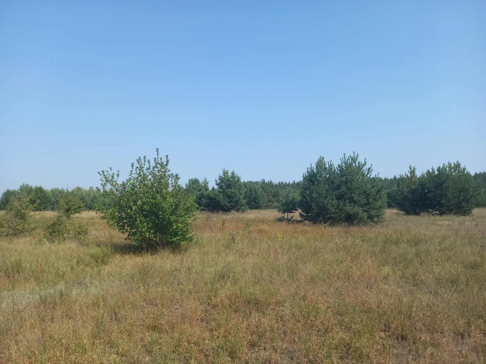 Ділянка 20 соток, Абрамівка: поруч ліс, електрика - фото 5