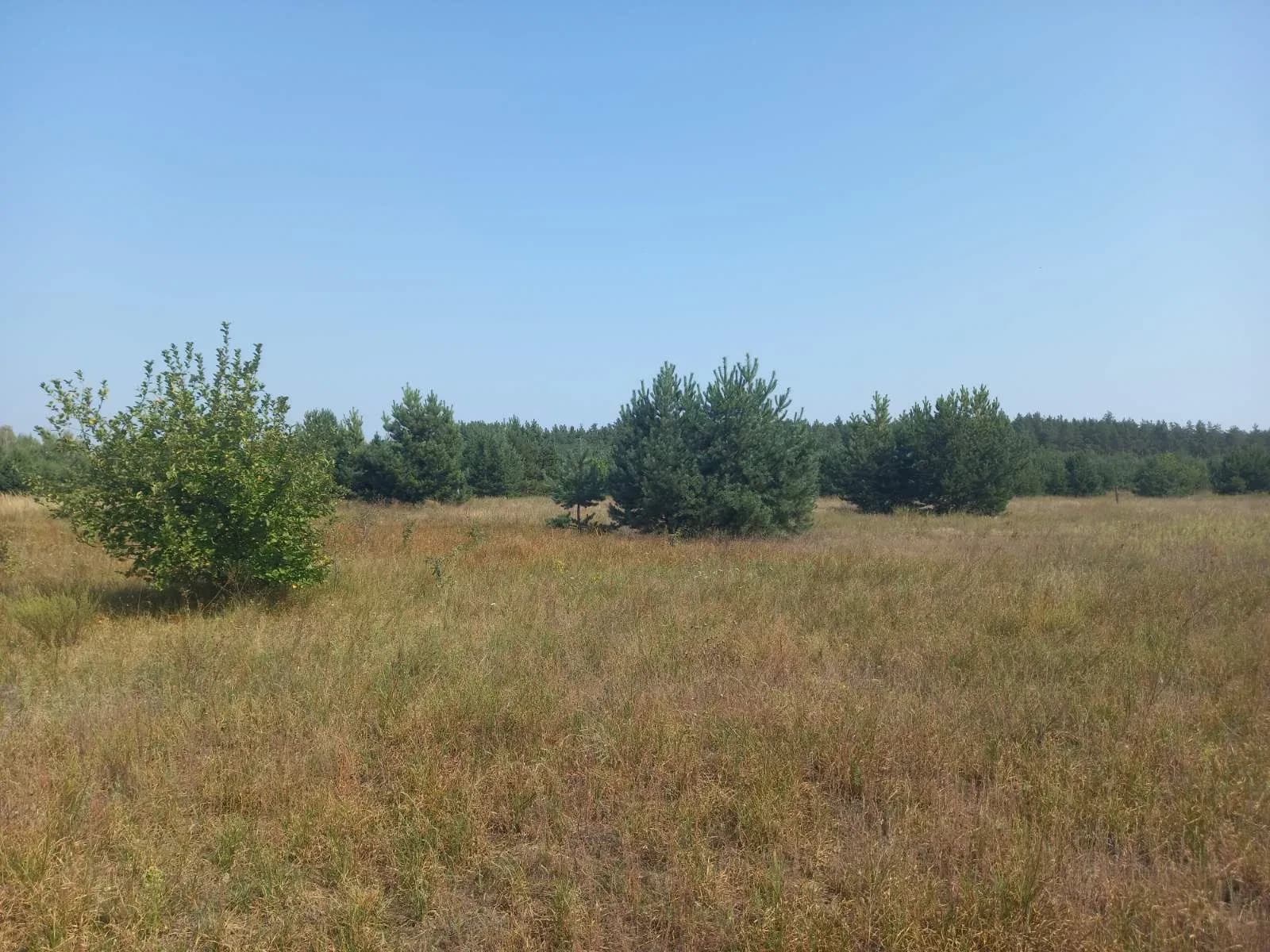 Ділянка 20 соток, Абрамівка: поруч ліс, електрика - фото 2