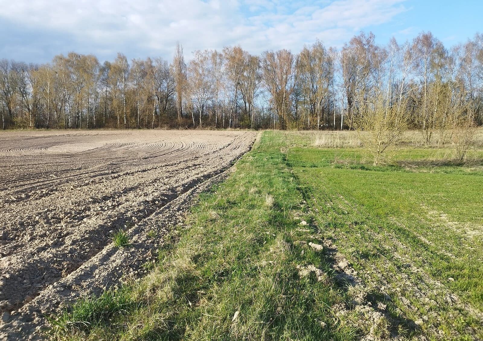 Ділянка 20 соток, Зоря: під житлову забудову, торг - фото 3