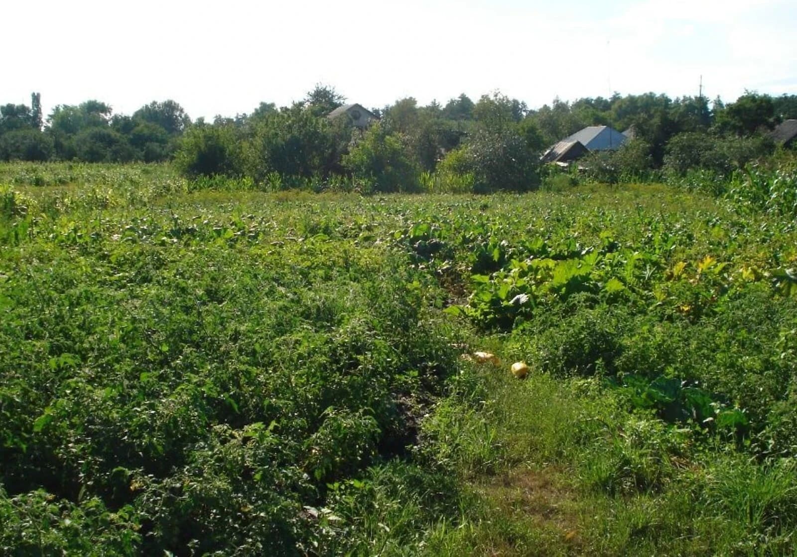 Будинок, Конотоп: опалення, стіни з брусу, свердловина - фото 5
