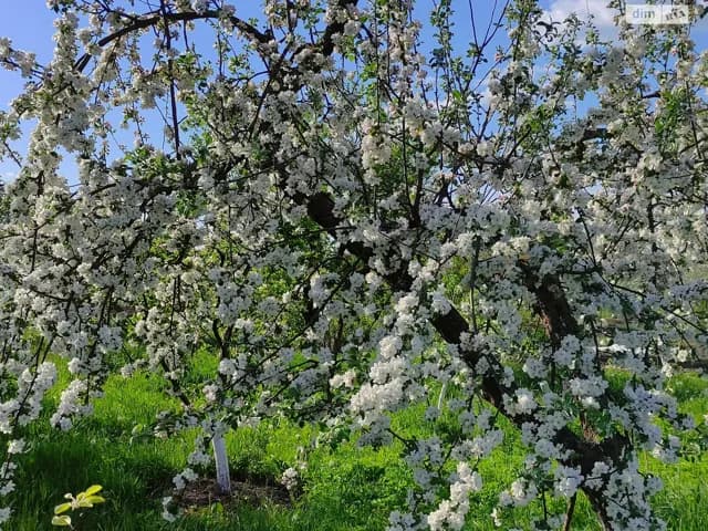 Будинок, Лисогірка (Летичів): 3 спальні, 50 соток, розстрочка - фото 4
