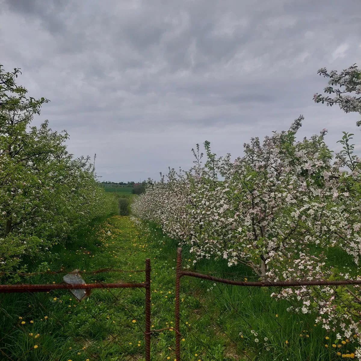 Ділянка 39 соток, Стуфчинці: промисловий сад, водопровід - фото 4