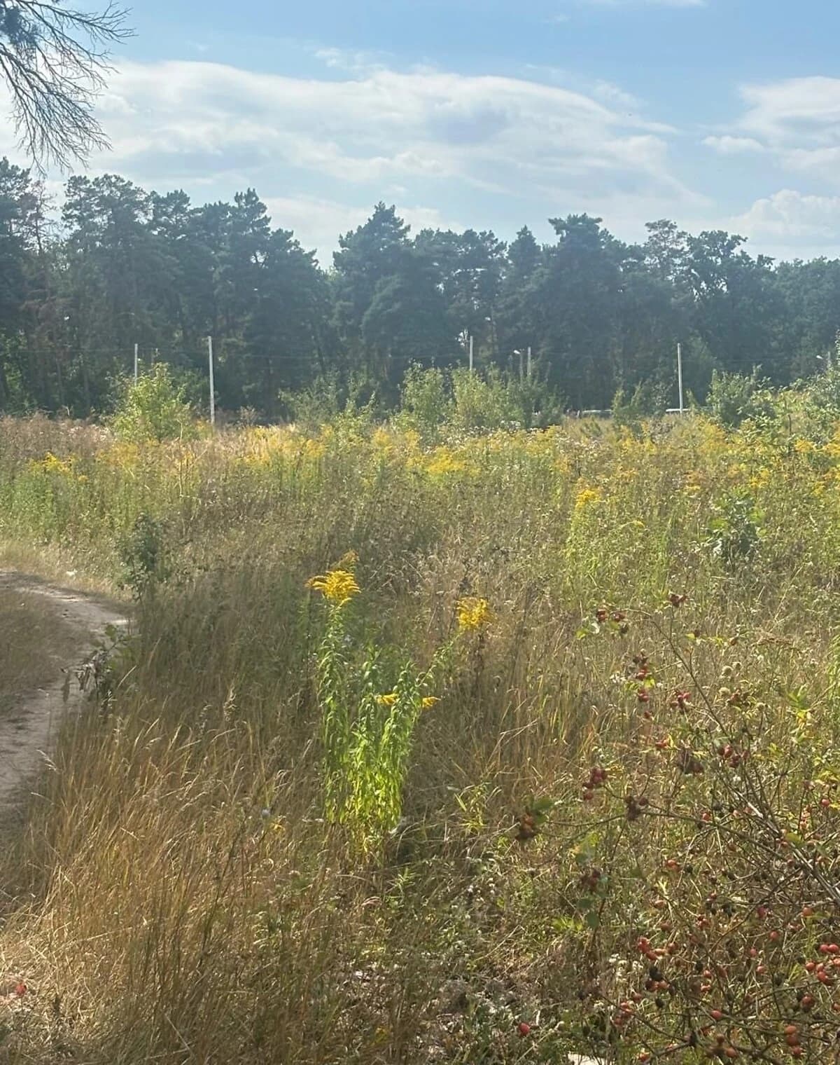 Ділянка 8 соток, Стрижавка: під житлову забудову, чорнозем - фото 2