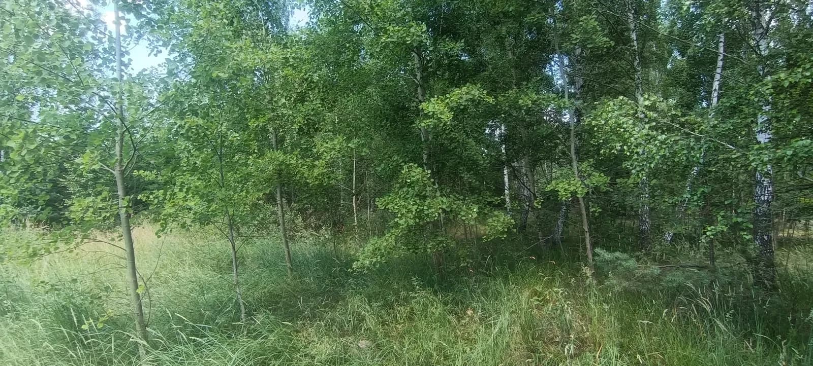 Ділянка 12 соток, Бабинці: під забудову, березовий сад - фото 5