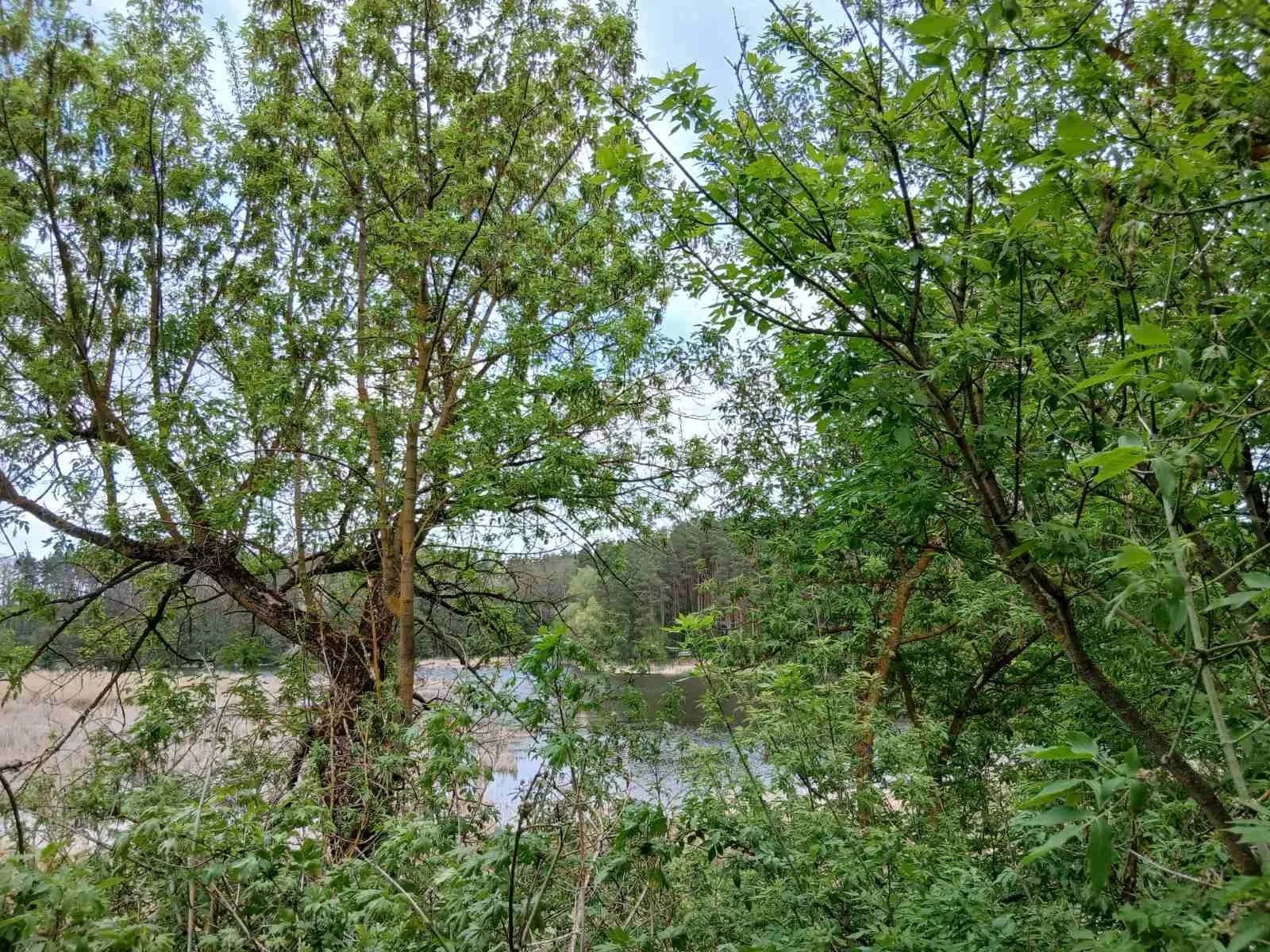 Будинок, Лишня: вид на ліс і водойму, 31 сотка - фото 4