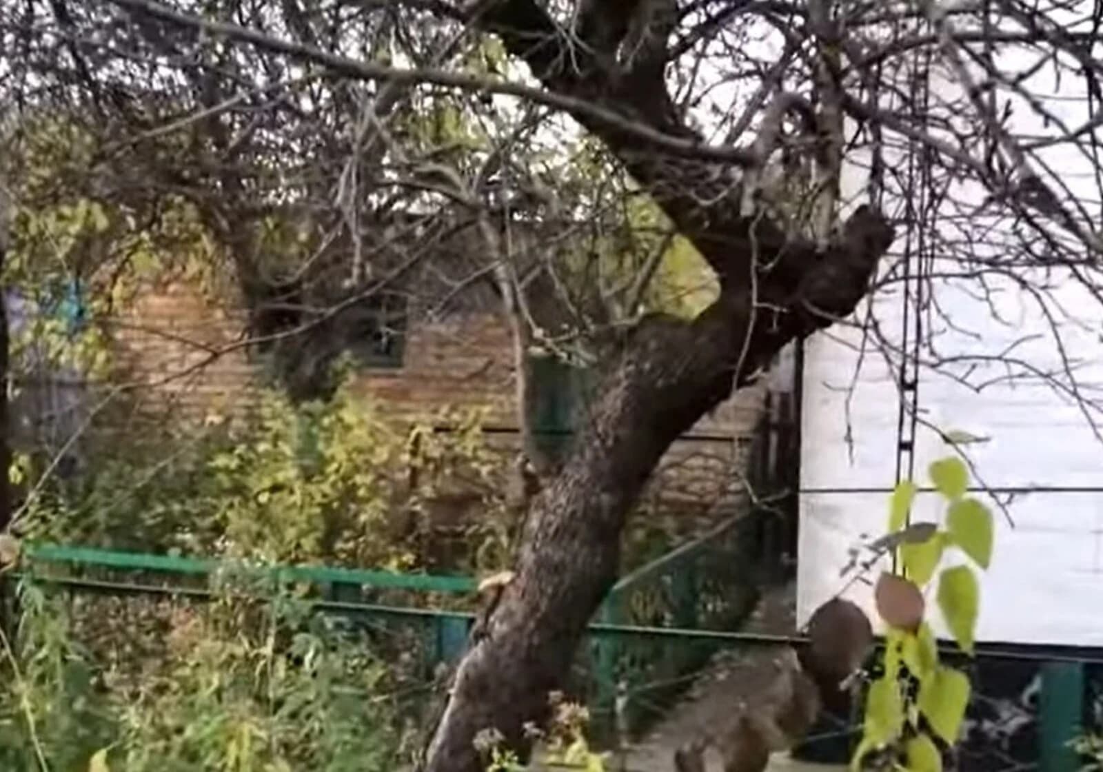 Будинок, Ржищів: веранда, 16 соток, єВідновлення - фото 4