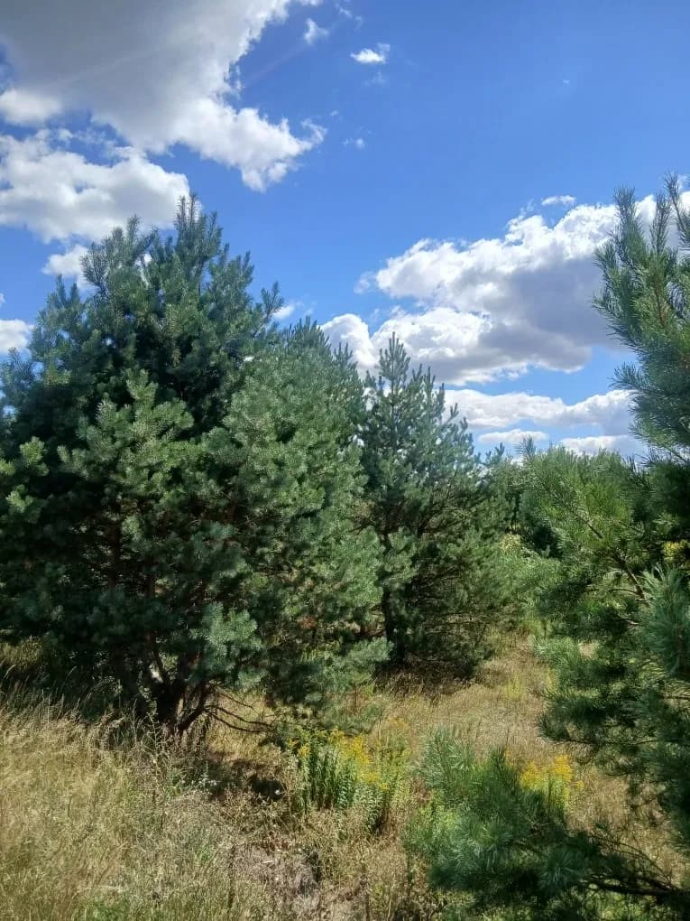 Ділянка 24 соток, Козлин і Ремель: під забудову, озеро й річка - фото 1