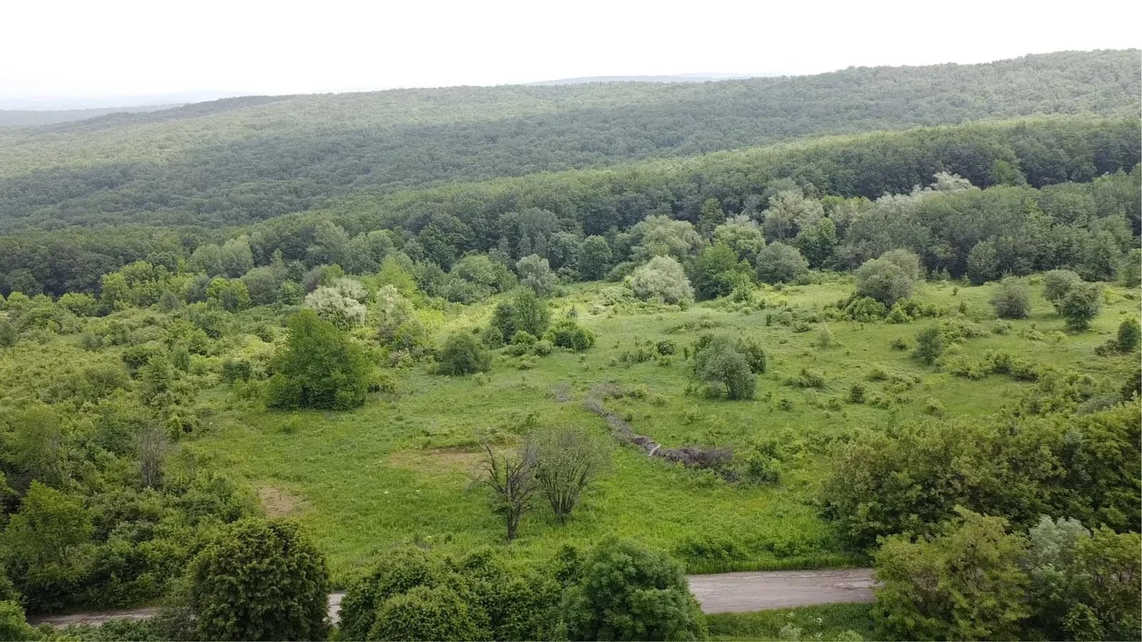 Ділянка 140 соток, Валя Кузьмина: ліс, асфальтована дорога - фото 3