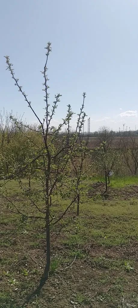 Ділянка 15 соток, Бобриця: до Дніпра 100 м, до Канева 5 км - фото 4