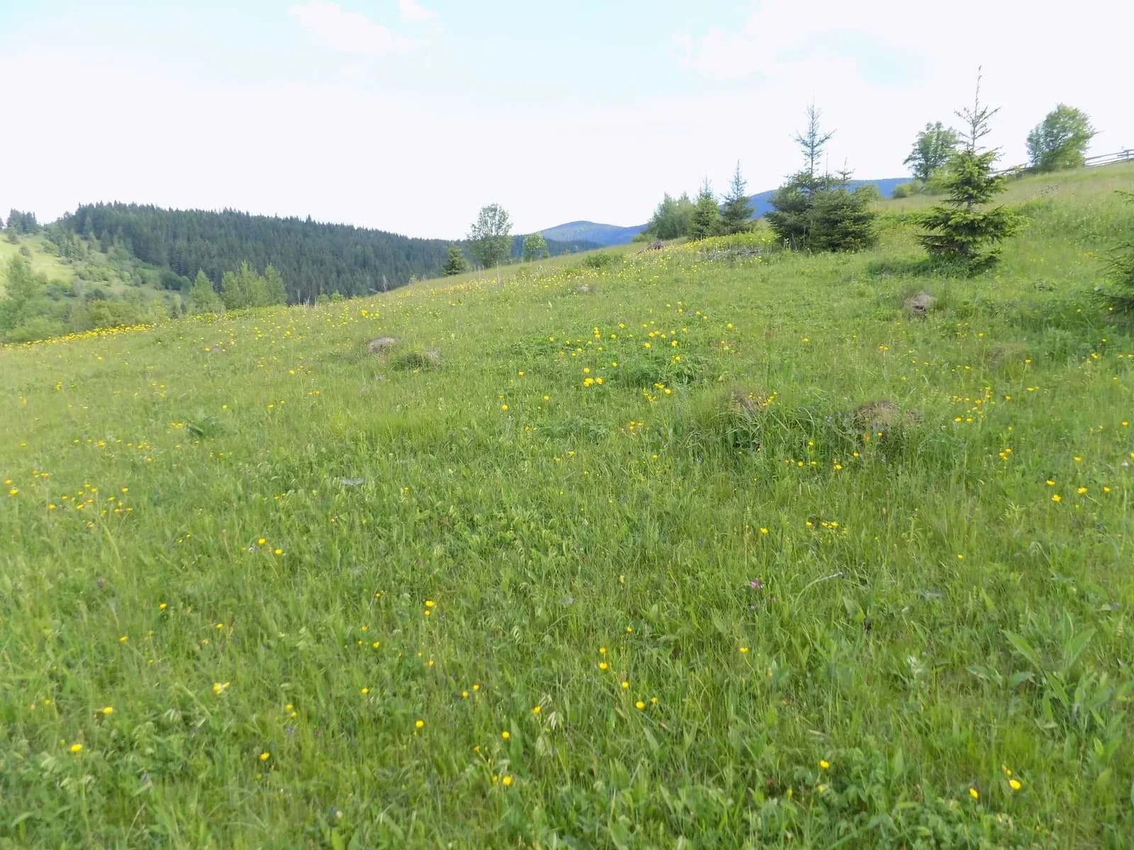 Ділянка 51.85 соток, Вишків: під будівництво, біля GORO Mountain Resort - фото 5