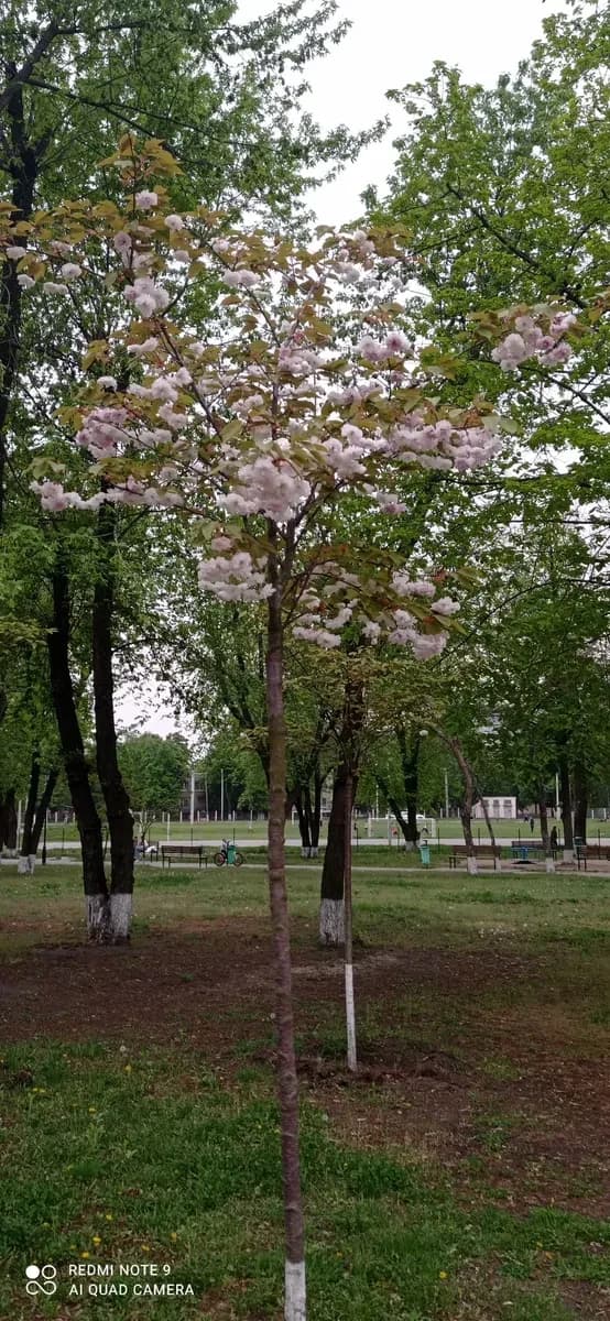 Ділянка 10 соток, Степова Новоселівка: під забудову, проїзне місце - фото 5