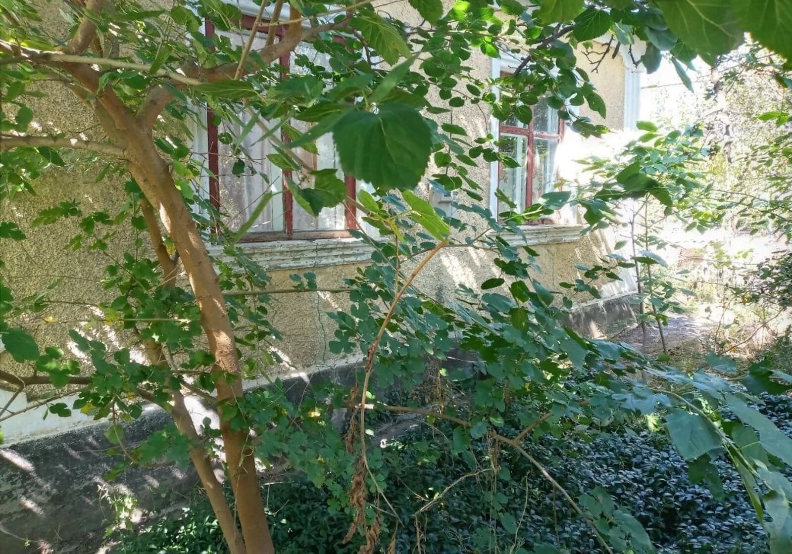 Будинок, Доманівка: господарські будівлі, сад - фото 3