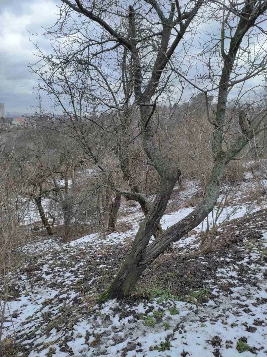 Ділянка 0.16 соток, Голосіївський: Мишоловка, під житлову забудову, електрика