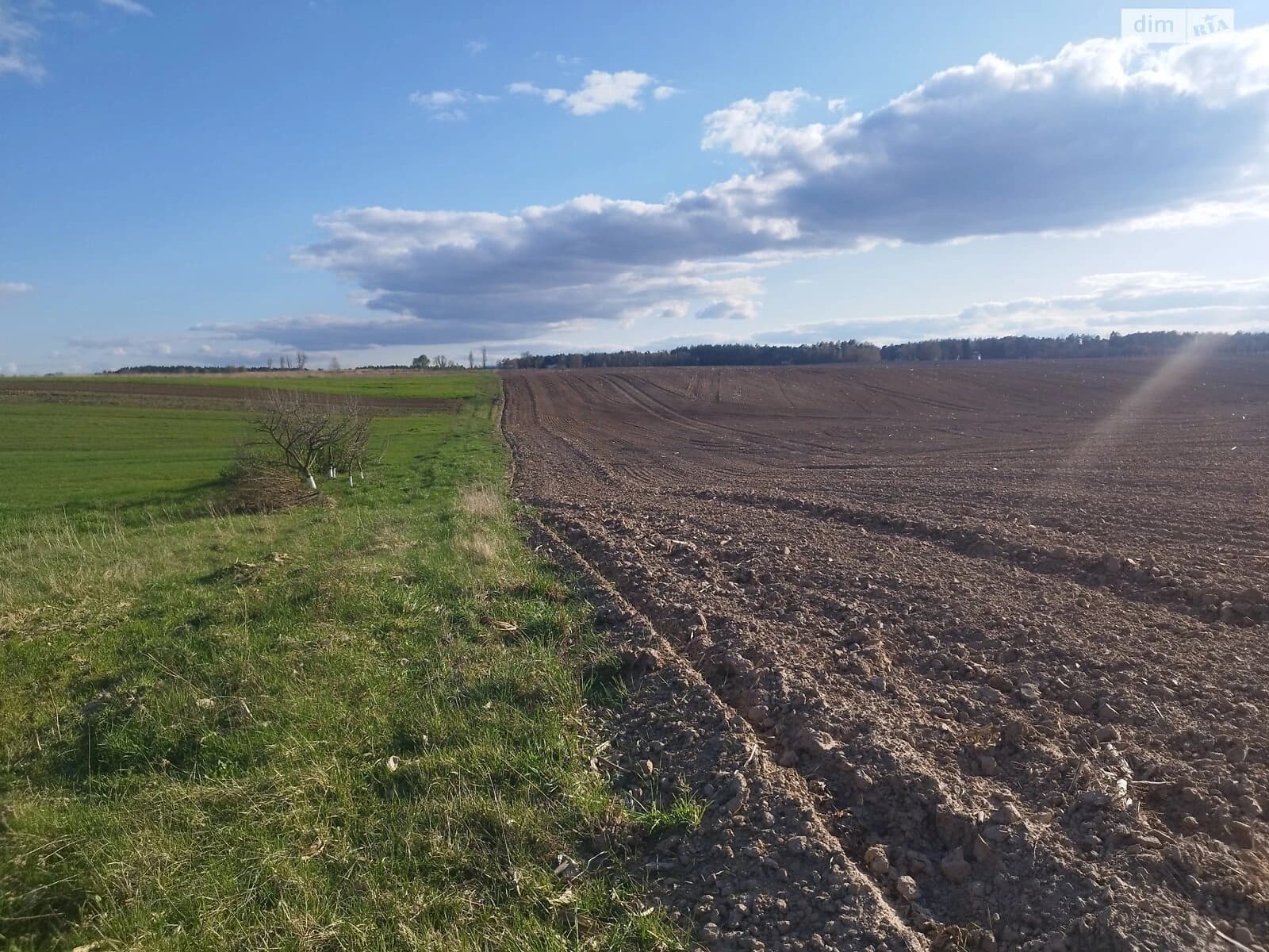 Ділянка 20 соток, Зоря: під житлову забудову, торг - фото 2