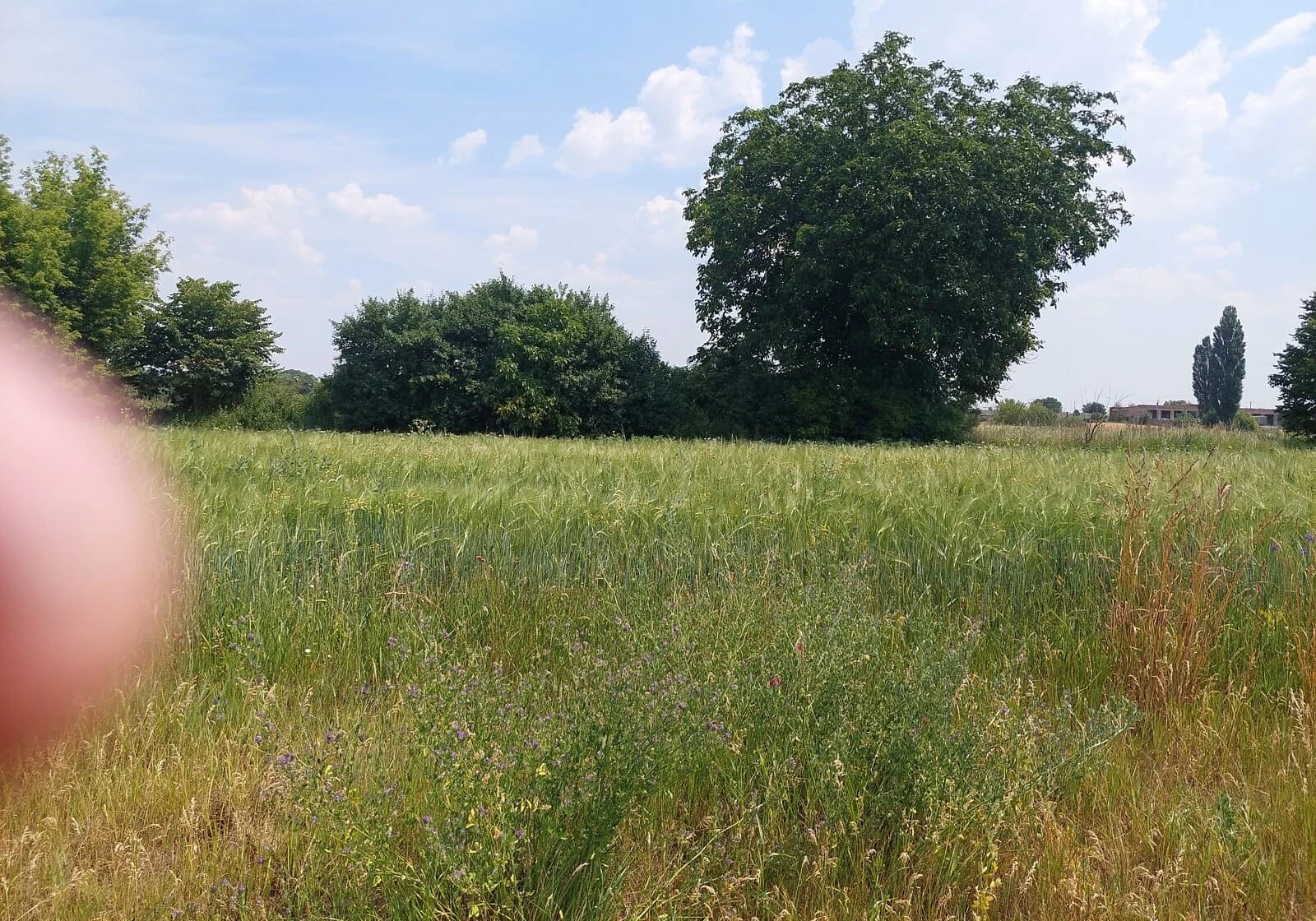 Ділянка 85 соток, Радомишль: під забудову, електрика і газ, криниця - фото 2