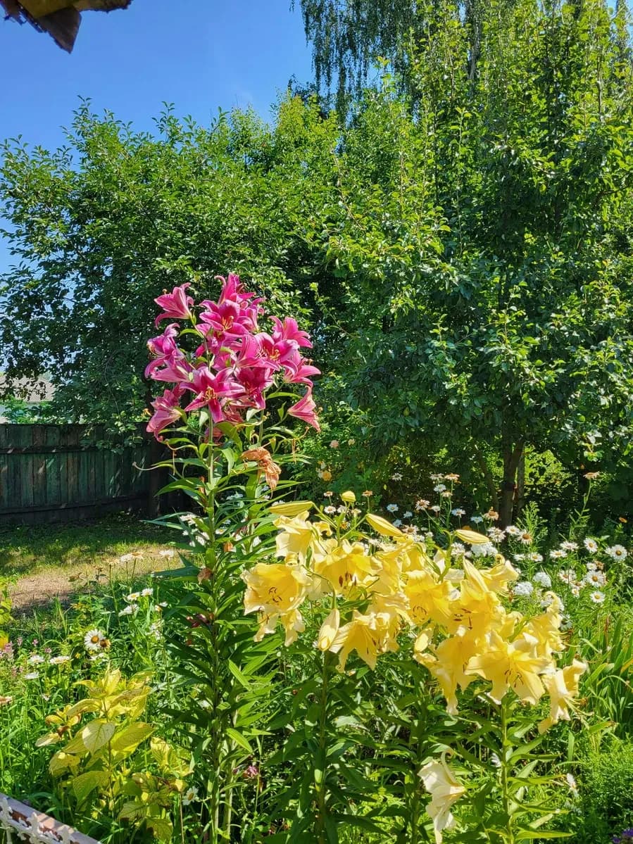 Будинок, Ковчин: 7 хв до річки Десна, 20 соток - фото 3