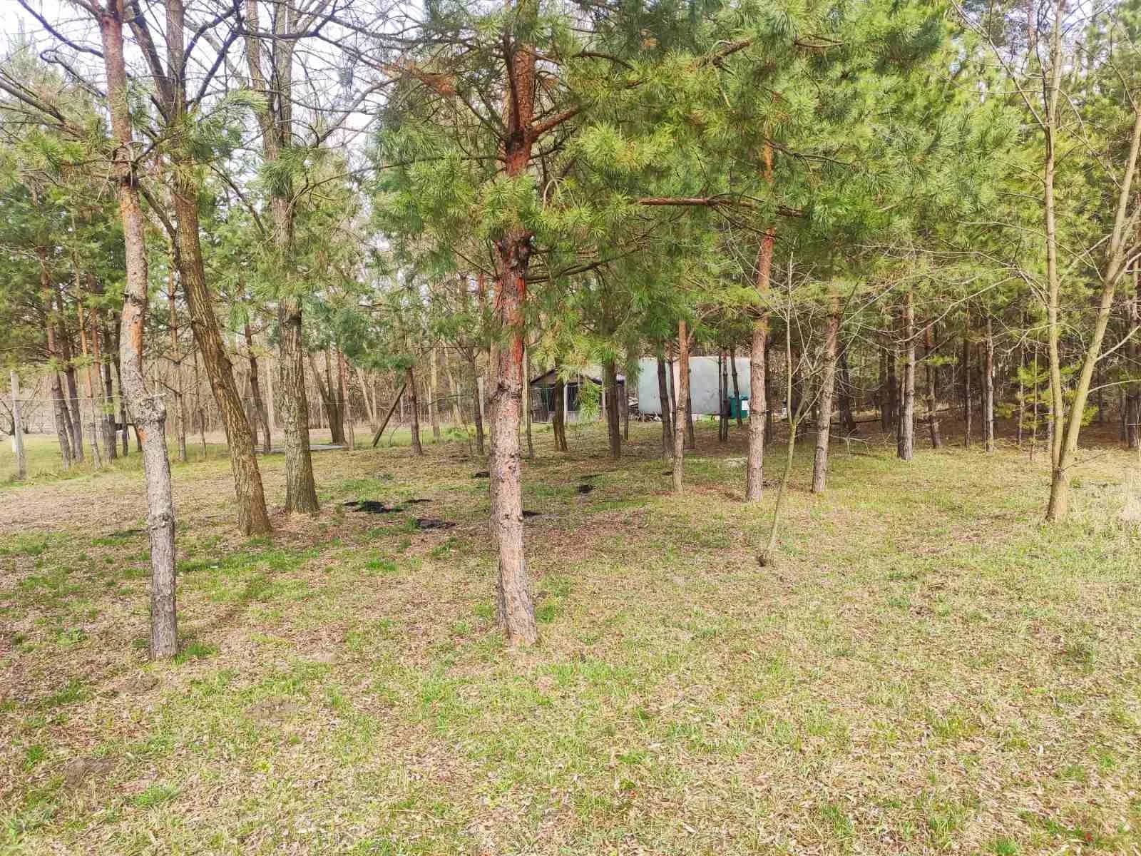 Ділянка 10 соток, Бобриця: ліс за 400 м, газ та електрика - фото 3