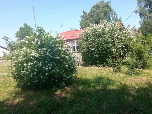 Дача, Пальче: 24 км від Луцька, вихід до лісу та води - фото 3