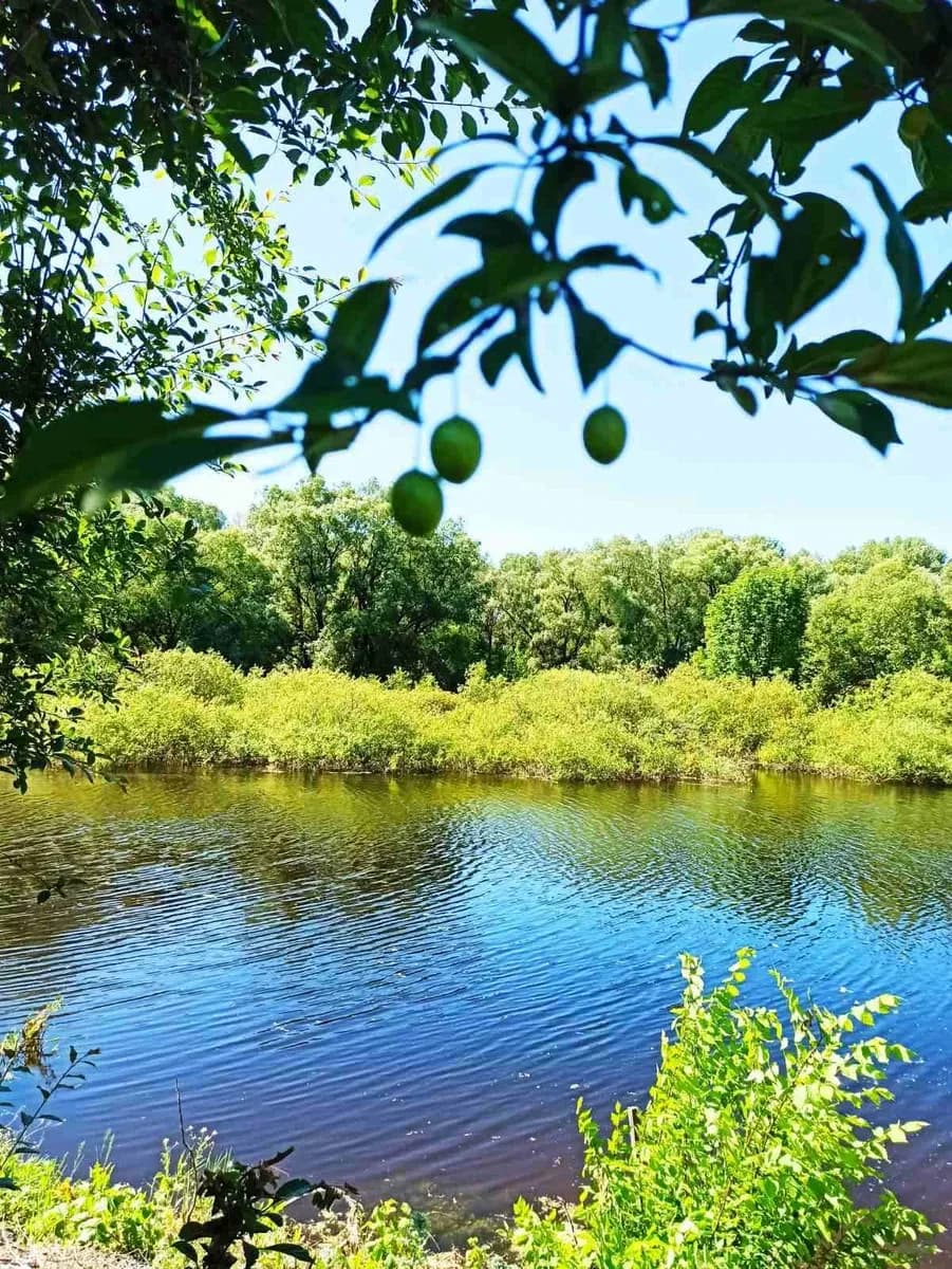 Дача, Жавинка: цегляний будинок, Десна поруч, 7.10 соток - фото 1