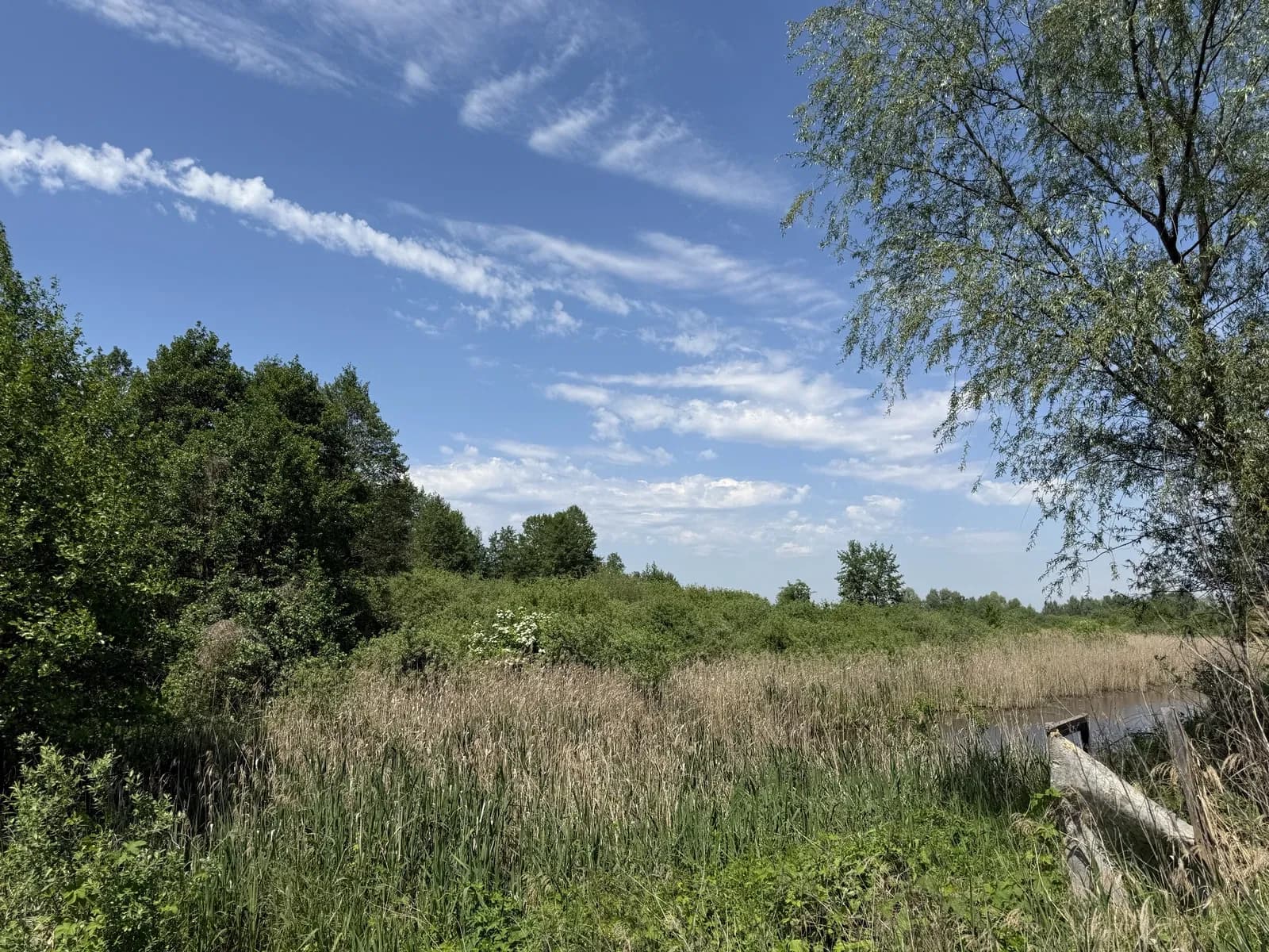 Ділянка 8.50 соток, Зазимʼє: під житлову забудову, поруч ліс - фото 3
