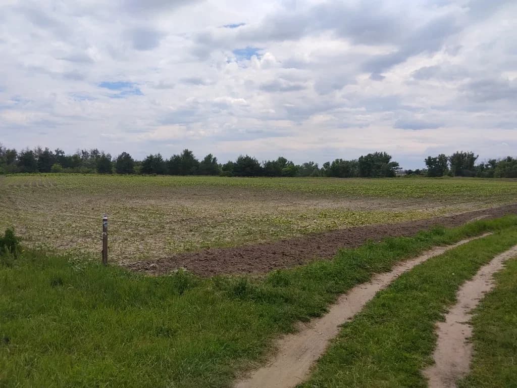 Ділянка 137 соток, Єгорине: річка Оріль за 30 м, сосновий ліс - фото 2