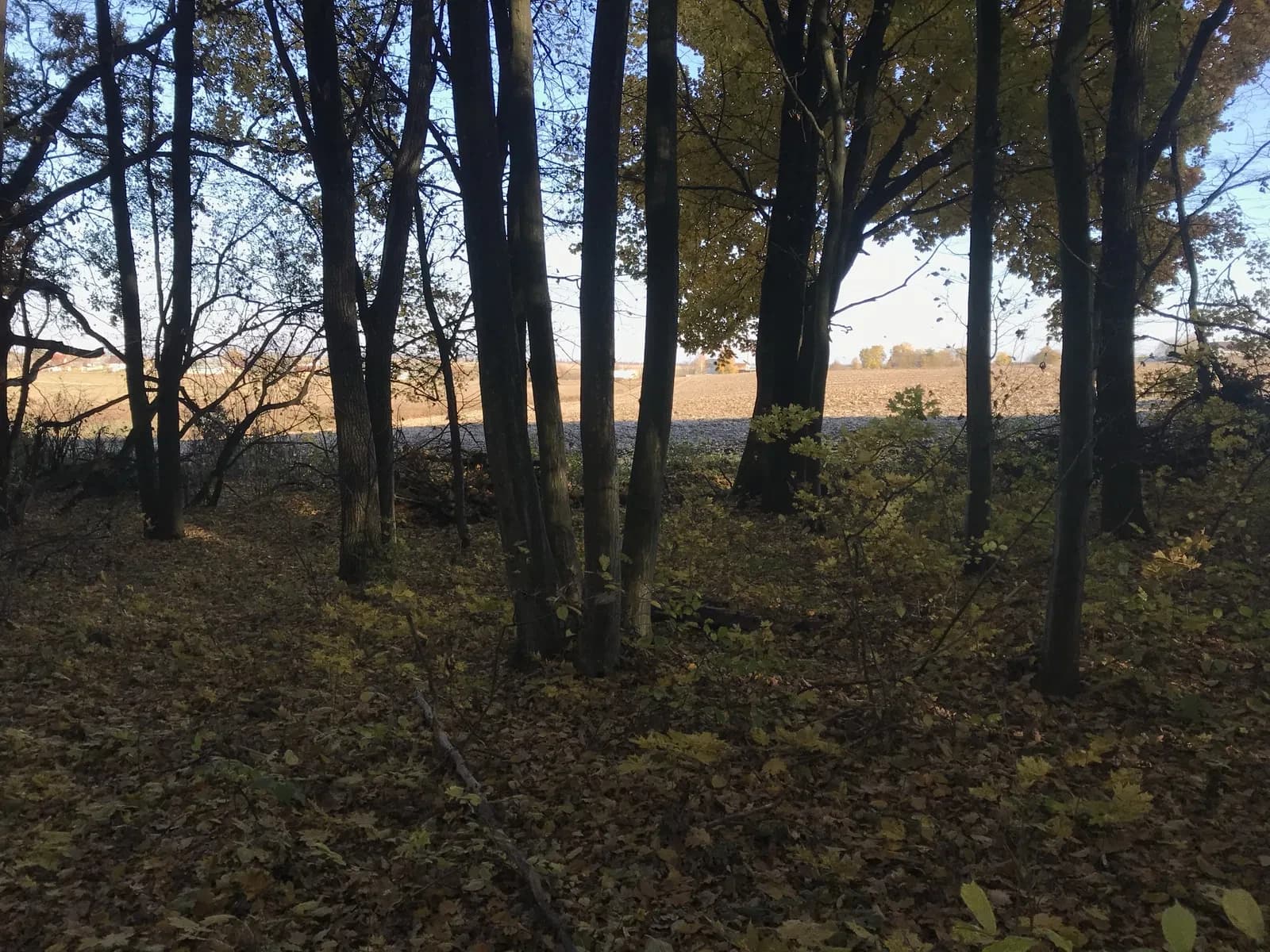 Ділянка 20.01 соток, Крупа: рекреаційна, біля лісу
