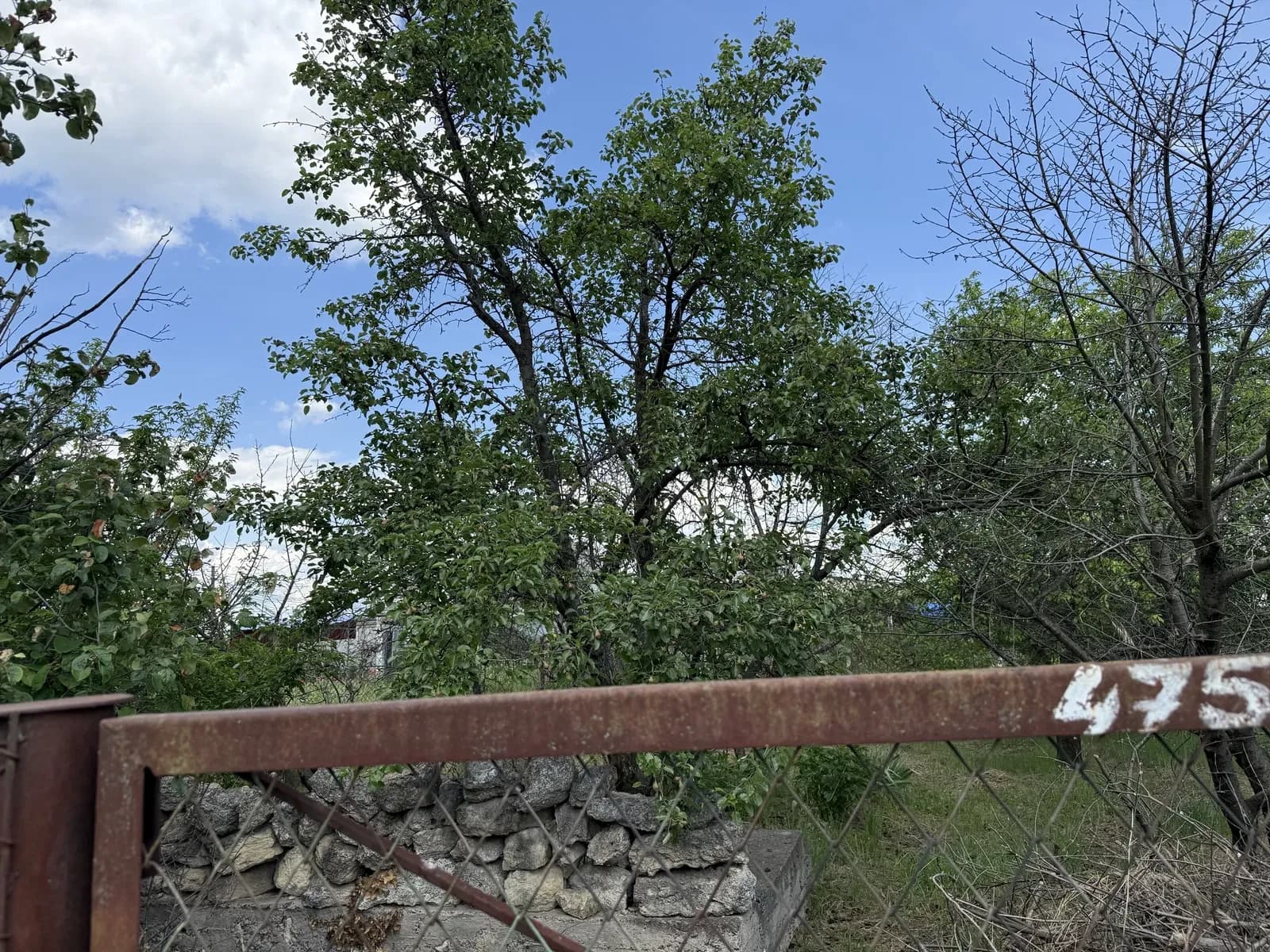 Ділянка 5 соток, Тернівка: фруктові дерева, полив у сезон - фото 3