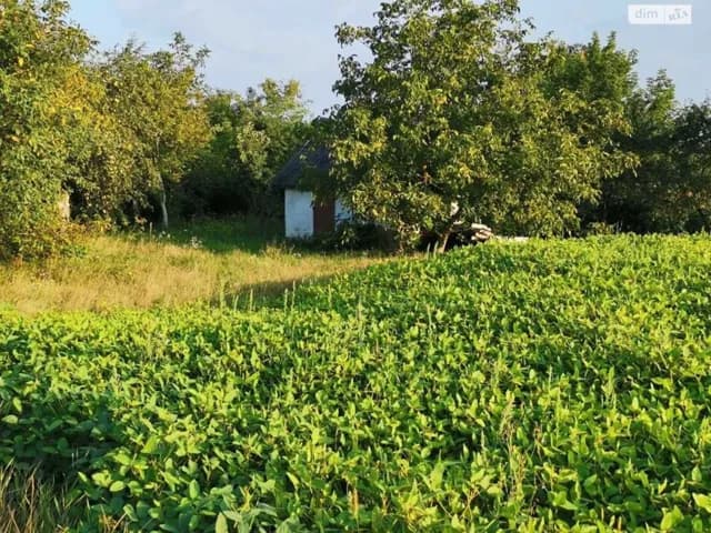 Дача, Васьківці: 34 сотки, сад, централізоване опалення - фото 2