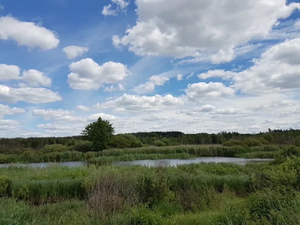 Ділянка 400 соток, Андріївка: 100 м до водойми, чорнозем - фото 3