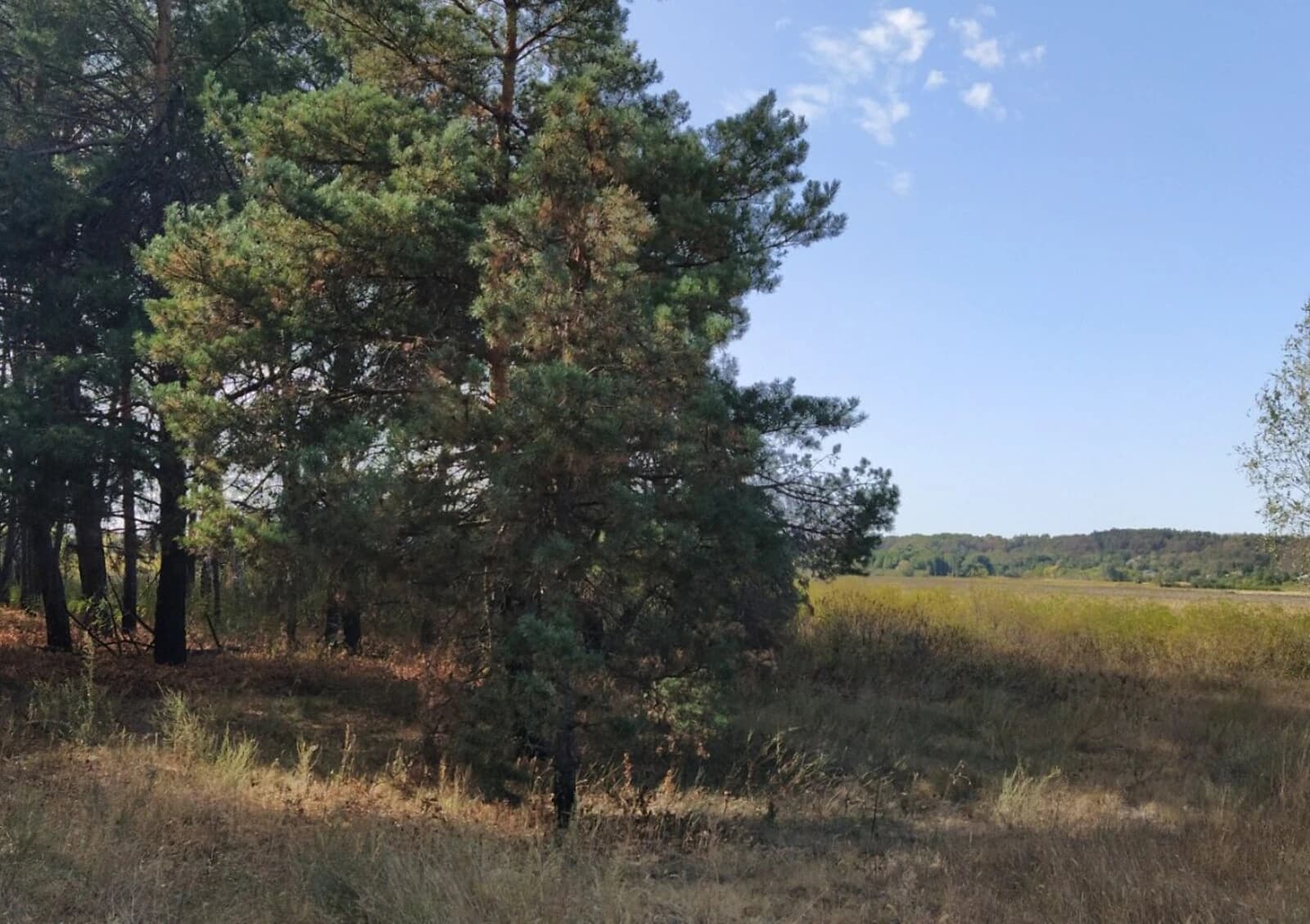 Ділянка 75 соток, Михайлівка (Канів): під житлову забудову, електрика - фото 4