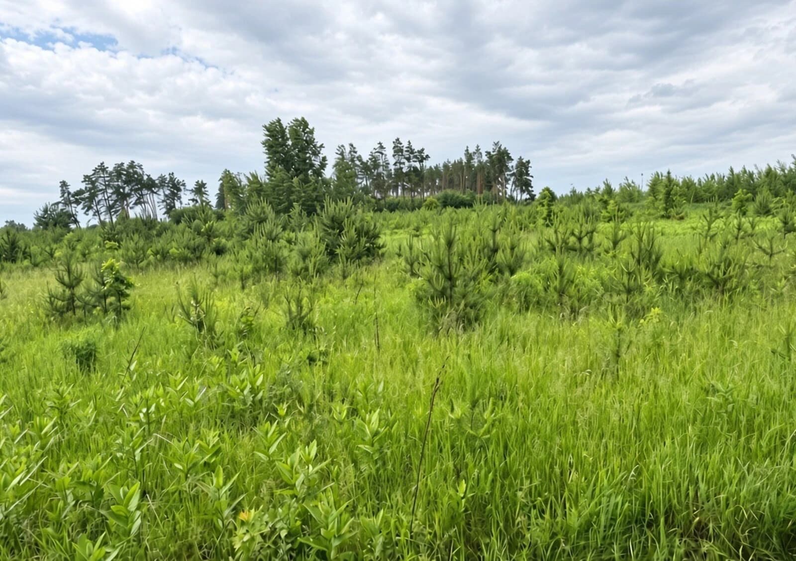 Ділянка 10 соток, Бузова: під житлову забудову, під гараж - фото 4