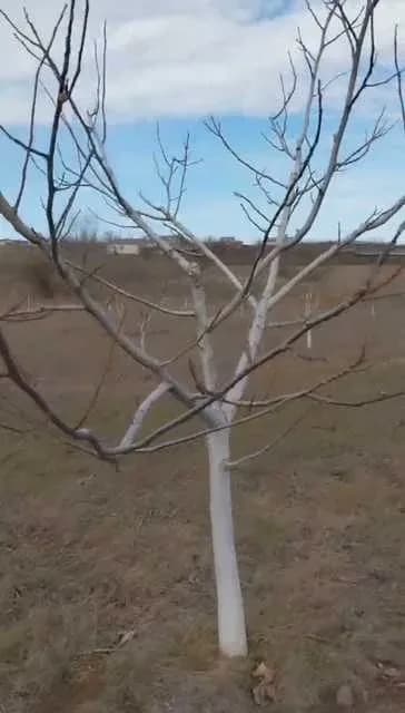Ділянка 300 соток, Вознесенськ: горіховий сад, будинок - фото 2
