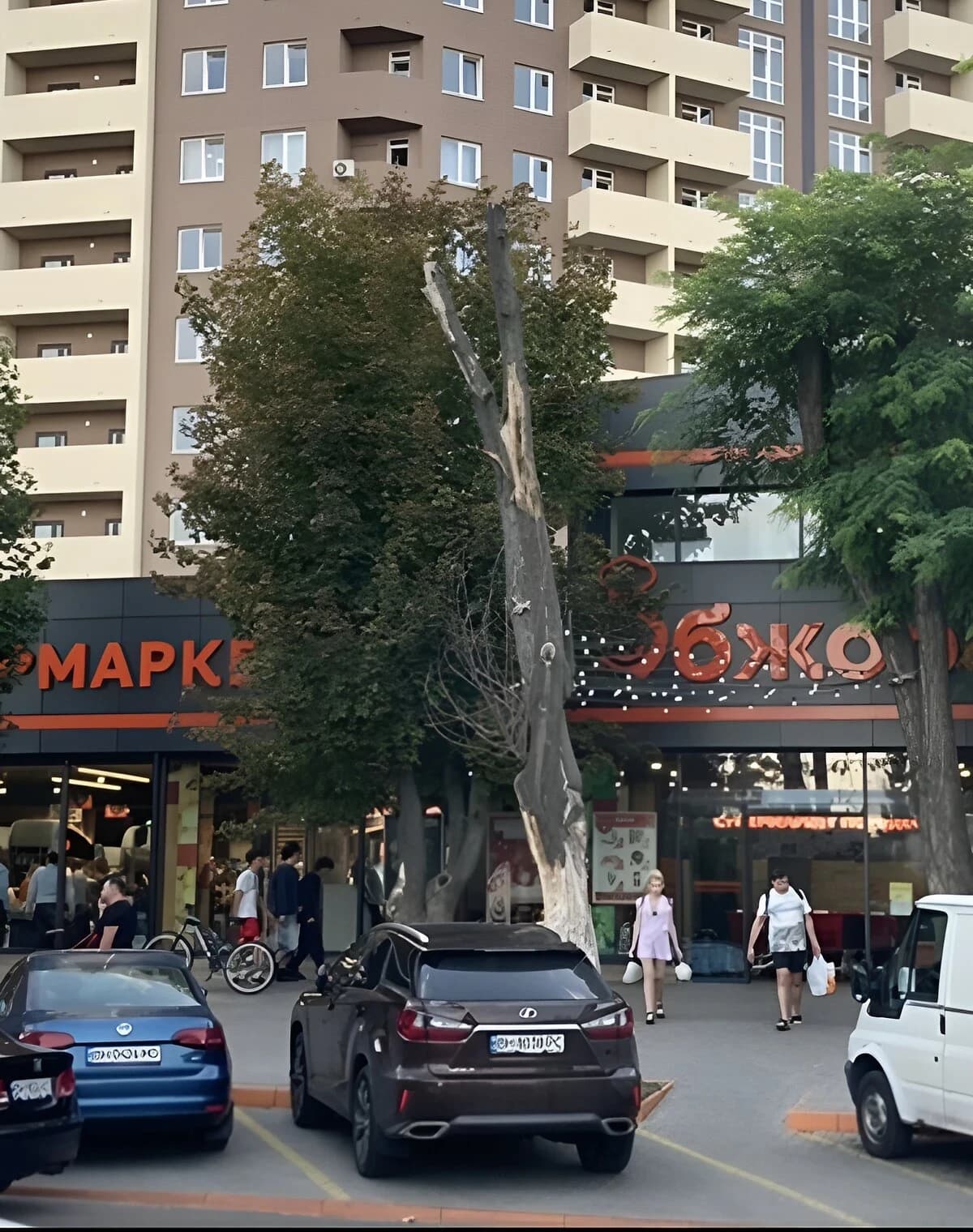 Ділянка 1.35 сотки, Слободка: під житлову забудову, сад і виноградник - фото 5