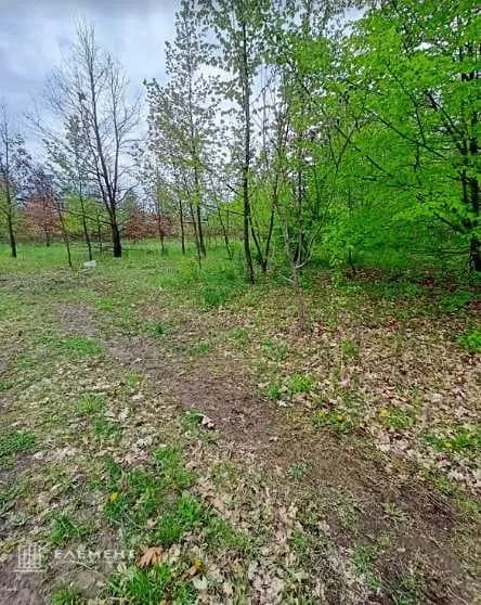 Ділянка 22.50 соток, Рівець: під житлову забудову, електрика та інтернет - фото 5
