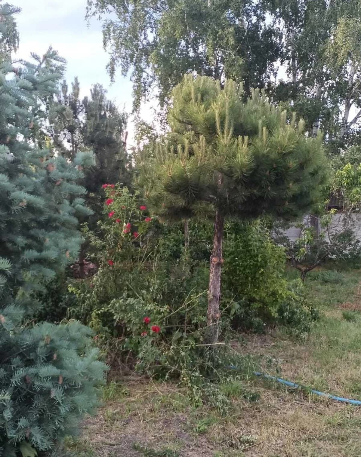 Будинок, Мурафа: бесідка, 56 соток, гараж із підвалом - фото 3