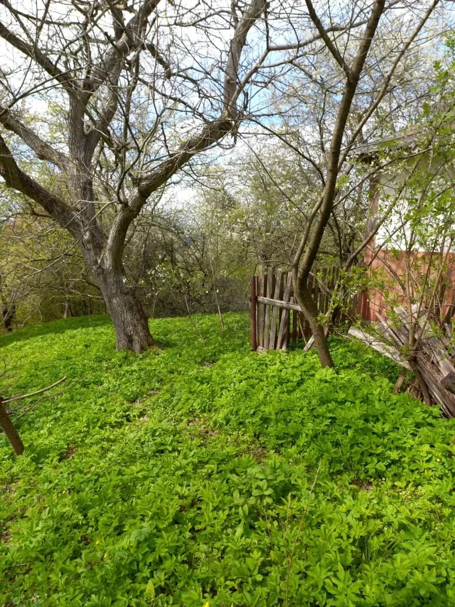 Ділянка 85 соток, Жураки: хата, город - фото 3