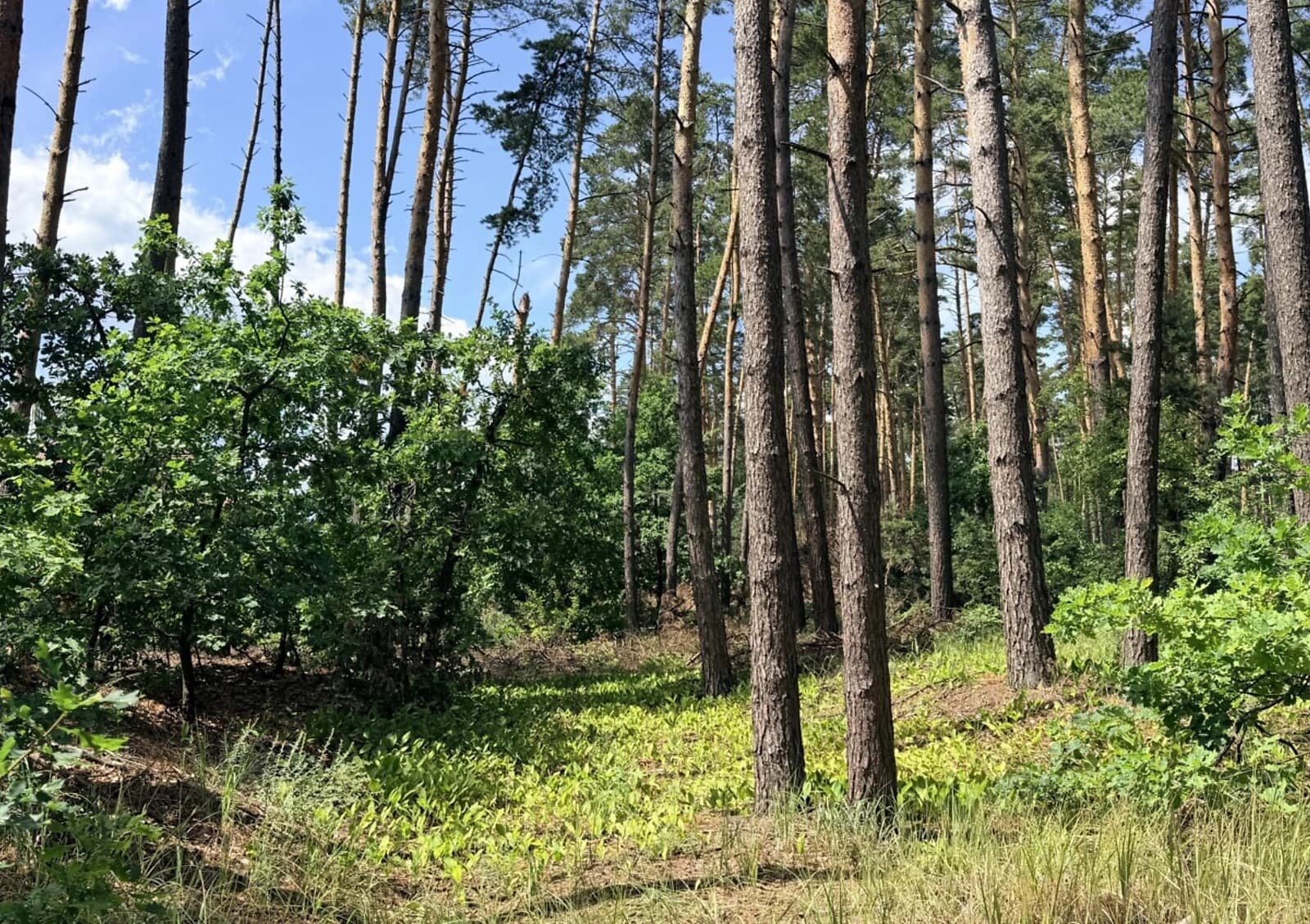 Ділянка 12.5 соток, Кедина Гора: під житлову забудову, свердловина, електрика - фото 2