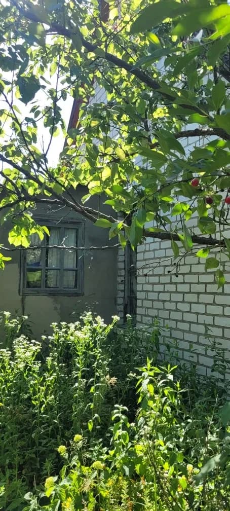 Дача, Поташня: біля лісу, теплиця - фото 5