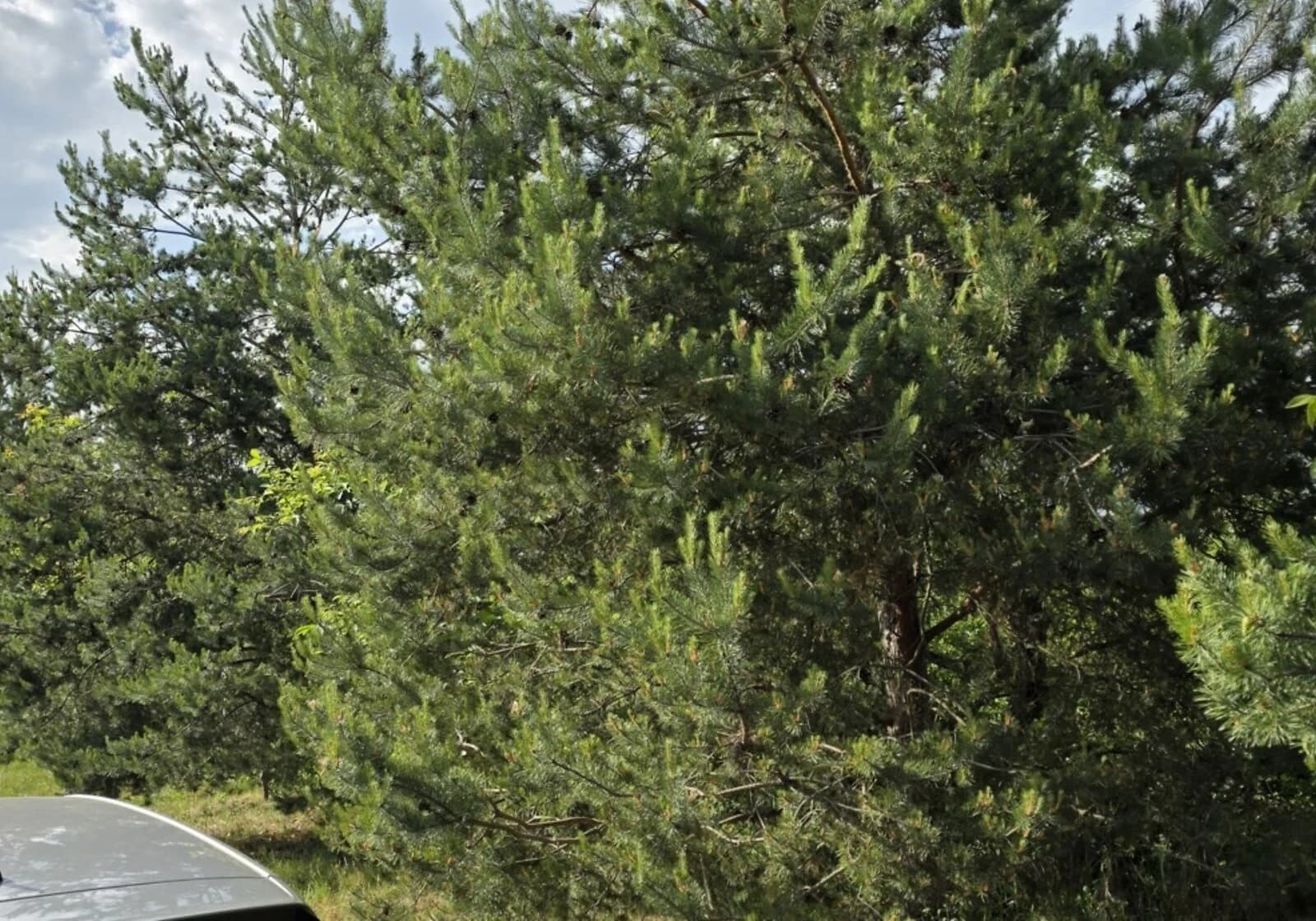 Ділянка 9 соток, Великі Лази: житлова забудова, під гараж - фото 3