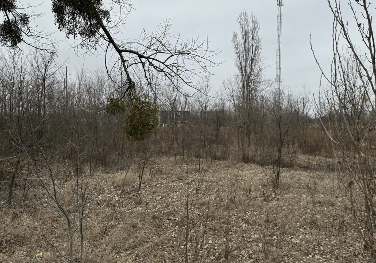 Ділянка 61 соток, Супрунівка: під житлову забудову, чорнозем - фото 4