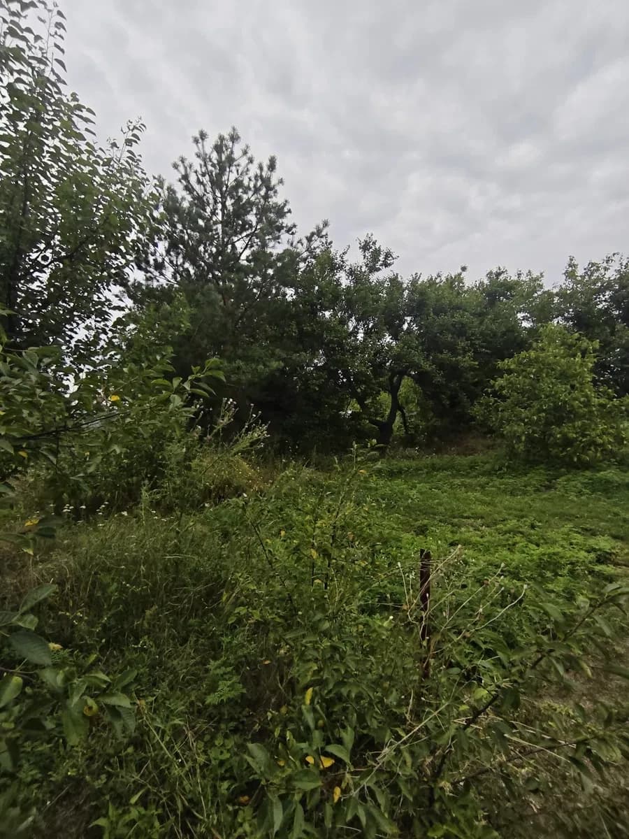 Ділянка 5 соток, Куліші: серед лісу, електрика і свердловина
